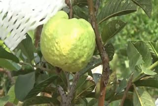 thailand breed guava in jind