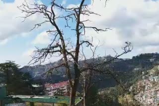 MC Shimla did not get approval to cut dangerous trees