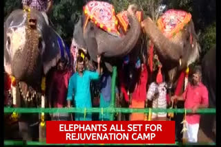 48-day rejuvenation camp for temple elephants begins