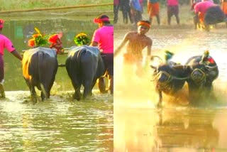 ಕಂಬಳದ ಅಪರೂಪದ ದೃಶ್ಯಗಳಿವು