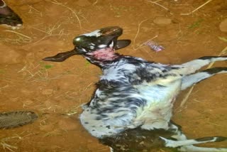 continued-leopard-attack-on-goat-in-tumkur