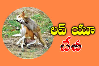 monkey love towards on dog at mahabubabad