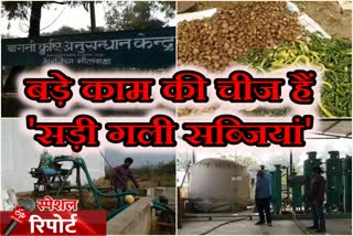 भीलवाड़ा न्यूज, bhilwara latest news, बारानी कृषि अनुसंधान केंद्र, essential nutritional, आवश्यक पौष्टिक, Barani Agricultural Research Center,