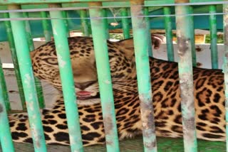 leopard caught