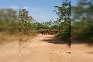 elephants attack