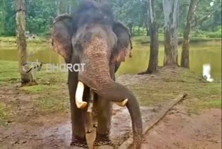 elephant attack on man in kodagu