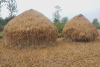 rice-crop-damage-due-to-rain-in-gondia