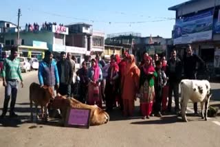 Villagers angry with the problem of unclaimed animals jammed Dharamshala-Shimla NH in Bilaspur