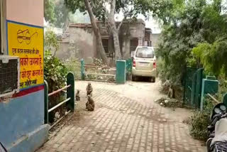 Kaman Panchayat Samiti office terror of monkeys, bharatpur news, भरतपुर न्यूज