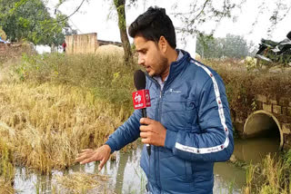 Paddy is drenched in field and barn in shahdol