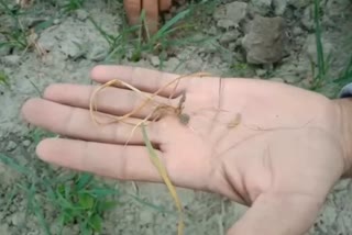 Wheat crop damage due to insect