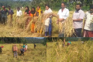 Mavoor  harvest festival news  mavoor overcome crisis  മാവൂരില്‍ കൊയ്ത്ത് ഉത്സവം  പ്രതിസന്ധികളെ അതിജീവിച്ച് മാവൂർ