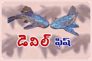 devil fishes at anajipuram in suryapet district