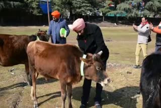 Radium strip being tied to destitute animals