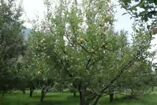 Snow is good for apple orchards