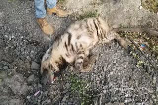 Injured hyena