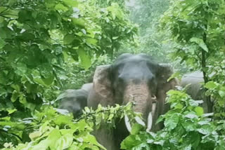 group of 18 elephants including 'Ganesh' reached marwahi