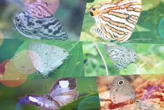 Bird Survey at Sathyamangalam Tiger Reserve