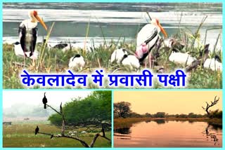 migratory birds in keoladeo national park, केवलादेव नेशनल पार्क में प्रवासी पक्षी