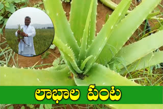 farmer getting huge money by farming aloevera crop in prakasham district