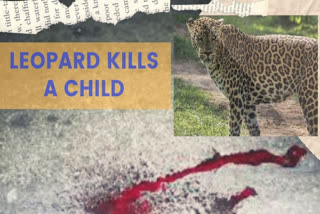 LEOPARD ATTACK  CHILD KILLED IN ATTACK  LEOPARD EATS CHILD  പുള്ളിപ്പുലി ആക്രമണം  പുള്ളിപ്പുലി  ഉത്തർപ്രദേശ്  നജിബാബാദിൽ പുള്ളിപ്പുലി ആക്രമണം  പ്രേംപുരിയിൽ പുള്ളിപ്പുലി ആക്രമണം  അഞ്ചു വയസ്സുകാരൻ മരിച്ചു