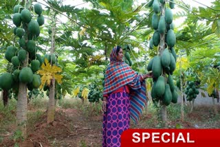 papaya farming in lohardaga
