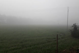 farmers face problem due to fog