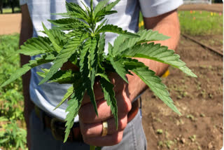 Farmer was cultivating hemp, arrested