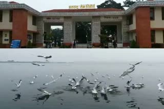 birds migration to india