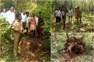 എറണാകുളം വാർത്ത  രണ്ട് കാട്ടു കൊമ്പന്മാർ ജനവാസകേന്ദ്രങ്ങളിൽ  കാട്ടു കൊമ്പന്മാർ വാർത്ത  എറണാകുളം കോതമംഗലം വാർത്ത  kothamangalam news  ernakulam latest news  The elephants reached the people's settlements after crossing the river  elephants news  The elephants reached the people's settlements