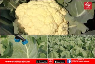 angul-farmer-farming-cauliflower-every-year