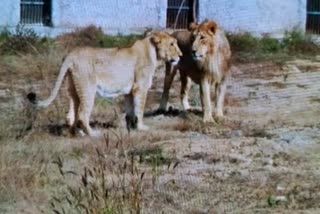 लॉयन सफारी जयपुर, नाहरगढ़ लॉयन सफारी जयपुर खबर, jaipur news, jaipur lion safari latest news, rajathan tourism related news, लॉयन सफारी