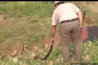 long snake at vishak chidikada