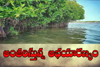 mangroves-story