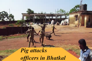 Pig attack on officers came to inspect Solid Waste Unit in Bhatkal