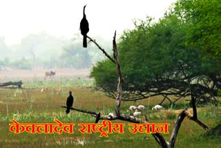 Migratory birds in rajasthan, केवलादेव राष्ट्रीय उद्यान,  केवलादेव राष्ट्रीय उद्यान में प्रवासी पक्षी