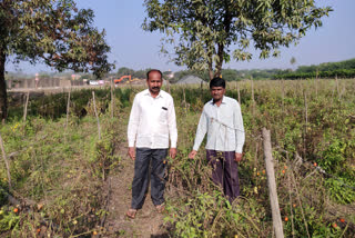 nashik farmers