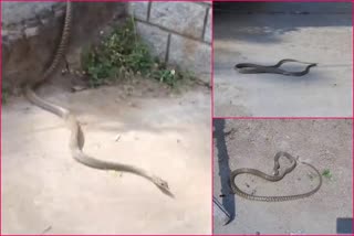 snake in  adilabad collectorate