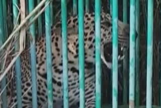 Cheetha fell in cage which was kept for tiger in Sarguru