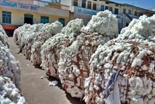 cotton-sale-in-ranebennuru-apmc-market