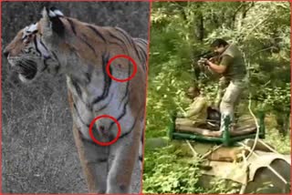 Injured tigress T- 15