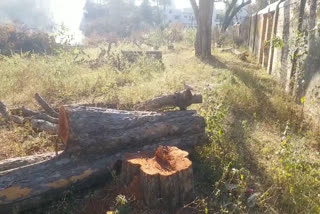 deforestation for the construction of hospital