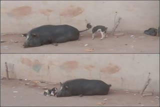 pig and dog rare bonding