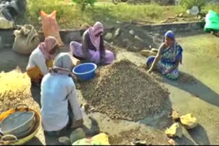 Haveri Ground Growers in trouble