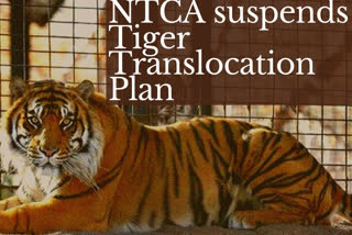 Odisha: NTCA suspends tiger translocation programme in Satkosia Tiger Reserve