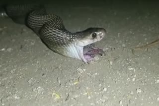 snake-rescue-in-amravati