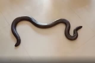 snake smuggling in palghar maharashtra