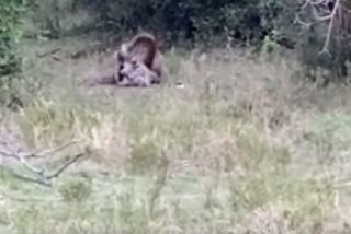 Leopard And Python Caught