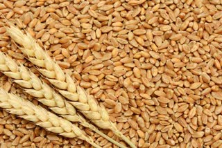 Wheat will benefit from winter in haryana