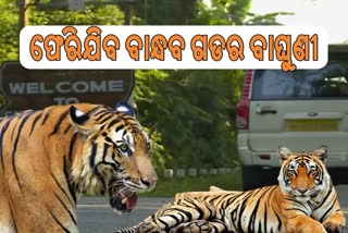 Tiger sundari returns madhya pradesh